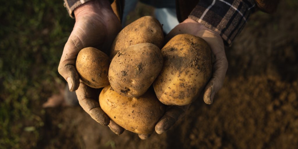 Unusual Trick: How to Keep Your Potatoes Fresh for Much Longer